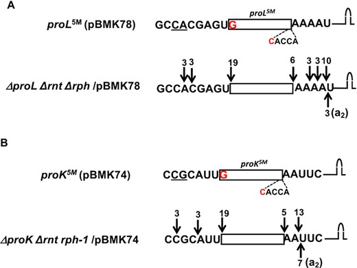 Determination of 5′ and 3′ termini of (A) proL (B) proK tRNAs expressed from various plasmids in the absence of RNase PH and RNase T. The cDNAs were obtained by RT-PCR cloning of 5′-3′ self-ligated transcripts. The cloned proline genes with the coding sequences upstream and downstream of the 5′ and 3′ ends, respectively, are shown at the top of each sequenced data and explained in the legends to Figures 3 and 4. Each downward arrow represents either 5′ or 3′ ends (total number indicated at the top) as determined by sequence analysis. Each upward arrow represents a 3′ end with untemplated A nucleotides (in parenthesis).