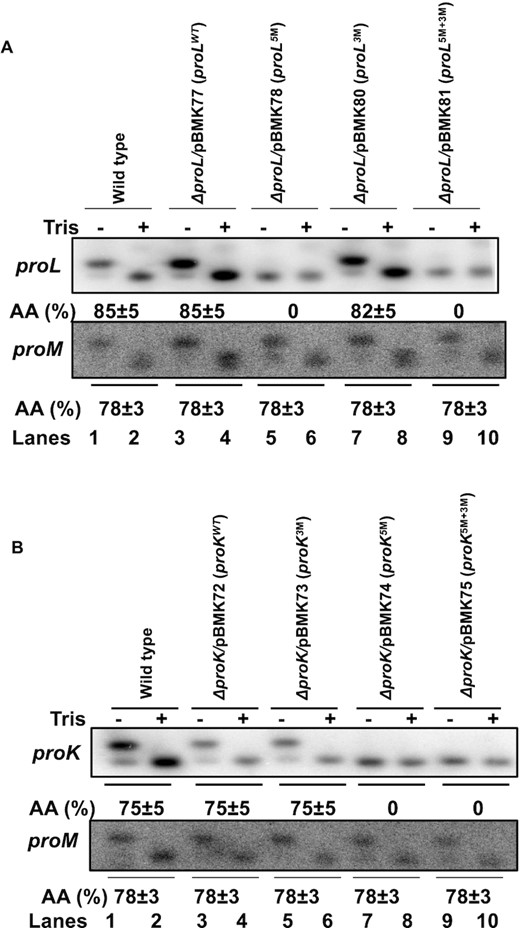 Determination of aminoacylation levels of (A) proL and (B) proK tRNA expressed from various plasmids by northern blot analysis. Total RNA isolated under acidic condition from various strains were either untreated (−) or treated (+) with 0.5 M Tris (pH 9) to chemically deacylate tRNAs and were separated using acid urea polyacrylamide gel (6.5%, w/v) as described in Materials and Methods section. The blot was probed with 32P-end labeled oligo probe a for proL (Figure 2A) and probe b for proK (Figure 2C). Each blot was also probed with proM specific probe PROMS-2 (Supplementary Table S2) as a control. The genotypes of the strains used are indicated at the top of each blot. The level of aminoacylation (AA) for each tRNA was calculated as percentage of tRNAs deacylated after Tris treatment compared to total tRNAs before tris treatment (8) and represent the average of three independent determinations.