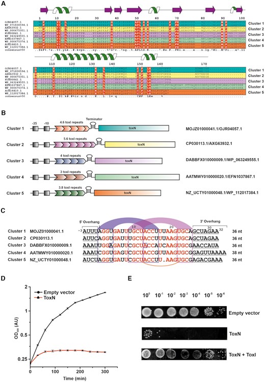 Identification, classification, and functional characterization of type III TA systems from E. coli. (A) Multiple sequence alignment of representative ToxN sequences belonging to five different clusters (two sequences from each cluster, denoted in five different colours: teal, yellow, magenta, green, and orange) in E. coli. The sequence identifiers of each ToxN protein are indicated on the left. The residues conserved in all sequences are denoted in red colour. The secondary structure of ToxN as observed in the ToxINEc complex structure from cluster 1 solved in this study, has been depicted at the top of the figure. (B) Schematic representation of the ToxIN loci of representatives from the five clusters. The promoter regions (−35 and −10 sequences) of the ToxIN operons are denoted in black shaded boxes. The nucleotide and protein sequence identifiers of each representative locus are indicated on the right. (C) Sequence alignment of ToxI repeats representing the five clusters (one from each cluster). The sequence identifiers corresponding to each nucleotide sequence are indicated on the left. The nucleotide bases conserved throughout the alignment are in red. The putative base-pairing regions of stem 1 and stem 2 of the ToxI RNA pseudoknot are in blue and magenta arcs respectively. The conserved uridine bases that form noncanonical U:U:G base triplet in the cluster 1 ToxI pseudoknot have been connected using an orange arc. (D) Bacterial growth assay shows that ToxNEc causes cellular growth arrest upon induction in E. coli DH5α cells. (E) 10-fold serial dilutions of E. coli DH5α cells expressing ToxNEc, ToxNEc + ToxIEc and empty vector control.