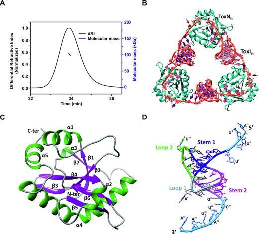Crystal structure of the type III toxin–antitoxin complex from E. coli. (A) Oligomeric state and molecular mass analysis of the purified type III TA complex from E. coli using SEC-MALS. (B) 2.097 Å resolution crystal structure of the E. coli type III TA complex. The toxin protein (ToxN) is shown in teal and the antitoxin RNA (ToxI) is shown in dark orange. The crystal structure shows the arrangement of ToxIN complex in a cyclic heterohexameric assembly of alternating ToxN and ToxI. (C) Structure of ToxN protein as observed in the crystal structure of the TA complex. α-helices are shown in dark green and β-strands are depicted in purple. (D) Structure of ToxI RNA pseudoknot as observed in the ToxIN complex crystal structure. Stem 1 and Stem 2 of the pseudoknot are depicted in blue and magenta respectively. Loop 1 and Loop 2 are shown in grey and light green respectively and the single-stranded termini are shown in sky blue color. The nucleotides in the 5′ and 3′ single-stranded overhangs are marked.
