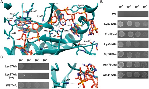 Residues important for ToxN activity and ToxN-ToxI interaction. (A) Interactions between ToxI and ToxN at the active site of ToxN. Atoms and bonds are represented as sticks with nitrogen, oxygen, and phosphorous atoms in blue, red and orange respectively. Hydrogen bonds are shown by black dashed lines. (B) ToxN activity probed in vivo by single point mutations of key residues. Spot growth assay of E. coli DH5α cells (by 10-fold serial dilutions) overexpressing WT ToxN and mutants. (C) Mutation of Lys87 residue of ToxN that interacts with ToxI backbone away from the active site destabilizes ToxN-ToxI interaction, as revealed by spot growth assays with Lys87Ala toxin and toxin + antitoxin (T+A).