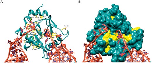 Structural and functional roles of conserved residues in ToxN. Multiple sequence alignment of ToxN proteins from all five ToxIN clusters in E. coli revealed several residues that are conserved in all clusters. (A) The conserved residues are marked and denoted in yellow in the ToxINEc structure where ToxNEc is shown in cartoon representation and the conserved residues are shown as sticks. (B) Surface representation of ToxNEc where the conserved residues are coloured in yellow.