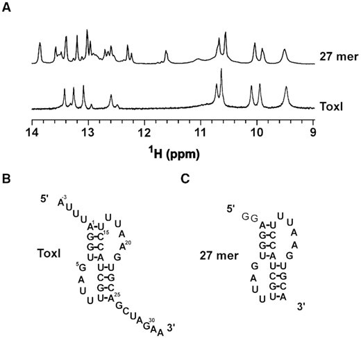 Structure of free ToxI probed by NMR. (A) Imino region of 1D 1H NMR spectra of ToxI and only pseudoknot forming region of a truncated 27mer ToxI. (B, C) The predicted secondary structures of free ToxI (B) and 27 mer RNA (C).