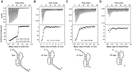 Interaction of ToxN protein with ToxI RNA monitored by isothermal titration calorimetry (ITC). (A–D) ITC isotherms of titration of ToxN protein with ToxI (A), Δ5′-ToxI (B), Δ3′-ToxI (C) and 27mer (D) RNAs. Raw and fitted ITC isotherms are shown and the KD values obtained upon fitting the data are mentioned in the figures. The predicted secondary structures of the free RNAs are shown below the corresponding ITC profiles.