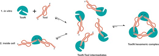Plausible model of assembly of closed, heterohexameric ToxIN complex. The model suggests that the final closed, heterohexameric ToxIN complex is assembled from individual ToxN and ToxI units via a dimeric ToxN–ToxI intermediate.