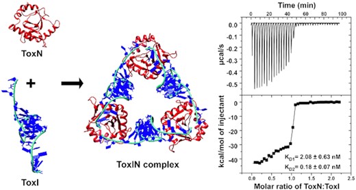 Structure and assembly of the first E. coli type III toxin–antitoxin complex.