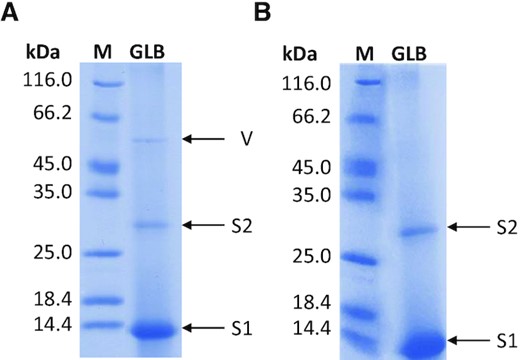 SDS-PAGE of the last eluted fraction (GLB) obtained from pull-down assays performed with KIT2KIT* folded into (A) G-quadruplex and (B) duplex. Bands corresponding to Streptavidin monomer (S1) and dimer (S2) and Vimentin (V) are highlighted, M indicated the molecular weight markers.