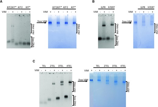EMSA of 500 nM (A) KIT2KIT*, KIT2 and KIT*; (B) ILPR and hTERT; (C) TEL, 2TEL, 3TEL and 4TEL folded into G-quadruplexes and incubated in the presence (+) or absence (–) of 8 μM Vimentin in 5 mM Tris-HCl (pH 8.4), 150 mM KCl. Gels were stained with Sybr Green II (panels on the left) and with colloidal Coomassie Brilliant Blue G250 (panels on the right).
