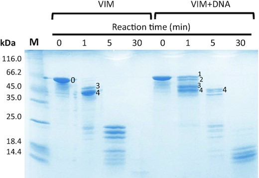 SDS-PAGE of the limited proteolysis reactions performed with trypsin on tetrameric Vimentin, in 5 mM Tris–HCl (pH 8.4), 150 mM KCl, in the absence (VIM) or in the presence of stoichiometric amounts of 2TEL (VIM + DNA). The reaction was quenched after 0, 1, 5 and 30 min from trypsin addition. Labelled bands were cut and subjected to in-gel trypsin digestion and LC–MSE analyses for peptide sequencing. M indicated the molecular weight markers.