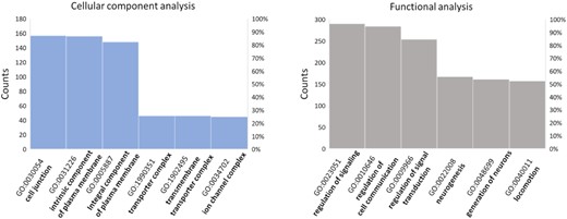 Results of GO enrichment analysis performed with David tool on human genes presenting putative G4 repeats within their promoters.