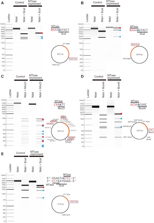 REase digestion assays of MTases with novel specificity. (A) Assay of the Ct9H300mP26_1870 gene. ScaI was used, where the plasmid contained two AGTACT target sites. Within the two sites, one of the target sites was BAAAAGTACT, where overlapped BAAAA and AGTACT were recognized by the MTase and REase. (B) Assay of the Ct9H90mP5_10800 gene. ScaI was used, where the plasmid contained one AGTACT target site in the BAAAAGTACT site. (C) Assay of the CM1200mP2_32760 gene. MluCI were used, where the plasmid contained 23 AATT target sites. Within them, the six target sites were CAAATT, where overlapped CAAAT and AATT were recognized by the MTase and REase, respectively. (D) Assay of the CM15mP129_7780 gene. BceI were used, where the plasmid contained six ACGGC target sites. Within them, one of the target sites was ACAAACGGC, where overlapped ACAAA and ACGGC were recognized by the MTase and REase, respectively. (E) Assay of the CM1200mP10_13750 gene. ScaI were used, where the plasmid contained two TCATGA target sites. Within them, one of the target sites was GGAGTACTCC, where a pair of CTCC and GGAG (comprehensive sequence of CTCC) and TCATGA were recognized by the MTase and REase, respectively. The pCold III (A, C–E) and pET-47b(+) (E) were used as expression vectors. The schematic representation and plasmid map are presented on the right side. The underlined characters indicate modified bases. The orange arrow represents the transferred gene, and the red framed digestion sites represent the location of the overlapped sequence. The band sizes were expected to emerge (red triangles) and disappear (blue triangles) when the induced MTase caused methylation. All plasmid DNAs were linearized using NdeI.