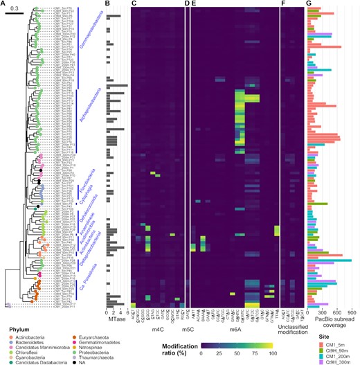 Methylomes of P-MAGs. (A) A phylogenetic tree was constructed based on a set of up to 400 conserved bacterial marker genes using the maximum-likelihood method. Node color indicates taxonomy at the phylum level. Nodes were grouped at class to family levels, if estimated (blue bars and texts). (B) Numbers of MTase genes identified in each genome. (C–F) Modification ratios of detected motifs per genome. (C) m4C, (D) m5C, (E) m6A and (F) unclassified modifications are shown individually. Motifs detected from P-MAGs without spurious sequence were used. The color range from blue over green to yellow represents modification ratios of motifs on each genome. The underlined characters indicate modified bases. Notably, modification ratios were affected by overlapped motif sequences; for example, GATCC was completely overlapped by GATC, and both motifs showed similar modification rates in their genomes except in Gammaproteobacteria CM1_5m.P58 where GATCC was detected on the genome as per the metaepigenomic analysis and concordantly the modification ratio of GATCC was higher than that of GATC. (G) Coverages of subread on each genome. The bar color represents the source of the genome.