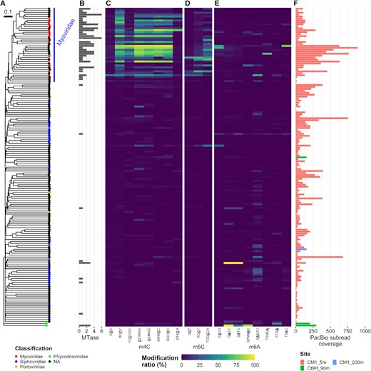 Methylomes of V-MAGs. (A) A proteomic tree was generated based on the global genomic similarities between viral genomes. Proviruses are indicated by circle cross. Node color indicates taxonomy at the family level. (B) Numbers of MTase genes identified in each genome. (C–E) Modification ratios of (C) m4C, (D) m5C and (E) m6A motifs. (F) Coverages of subread on each genome. Please also see Figure 3.