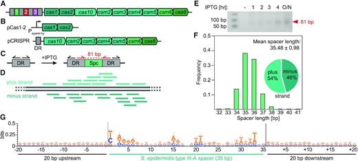 An inducible system for studying spacer acquisition by the S. epidermidis type III-A CRISPR-Cas system. (A) Schematic representation of the S. epidermidis type III-A CRISPR-Cas system. (B) Schematic representation of the two-plasmid system used in the inducible adaptation assay for S. epidermidis type III-A CRISPR-Cas. (C) Sensitive DR-PCR design with repeat-annealing primers (arrows) that allows for detection of rare acquisition evens. (D) After next-generation sequencing of DR-PCR products and extraction of spacer sequences, spacers are mapped to the bacterial genome. (E) Agarose gel electrophoresis of DR-PCR products sampled at different time points. (F) Spacers acquired 3 h post induction of the S. epidermidis type III-A acquisition machinery are 35.48 ± 0.98 (mean ± SD) bp long. 54% and 46% match the plus and minus strand of the bacterial genome, respectively. (G) Weblogo analysis of genome-aligned spacers acquired by the S. epidermidis type III-A CRISPR-Cas system, along with 20 bp upstream and downstream. The y-axis was modified (from the default of 2 bits to 0.5 bit) to allow for better resolution, hence the height of the letters does not represent a significantly enriched motif. Only 35 bp long spacers were included in this alignment, n = 1460.