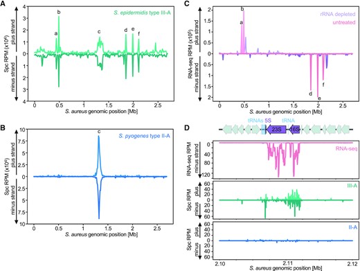 Spacer acquisition by the S. epidermidis type III-A CRISPR-Cas system preferentially occurs at the chromosome terminus, rRNA loci and tRNA clusters. (A) Abundance (in reads per million, RPM) of spacers acquired 3 h after induction of the S. epidermidis type III-A acquisition machinery, mapped to the bacterial chromosome (10 kb bins). Peak labeled ‘c’ corresponds to the dif site, peaks labeled ‘a’, ‘b’, ’d’, ‘e’, ‘f’ correspond to the five rRNA loci in the S. aureus genome. (B) Abundance (RPM) of spacer acquired 3 h post induction of the S. pyogenes type II-A acquisition machinery, mapped to the bacterial chromosome (10 kb bins). Peak labeled ‘c’ corresponds to the dif site. (C) Abundance (RPM) of S. aureus RN4220 RNA-seq reads, of either an rRNA depleted sample (purple) or an untreated sample (pink), mapped to the bacterial chromosome (10 kb bins). Peaks labeled ‘a’, ‘b’, ’d’, ‘e’, ‘f’ correspond to the five rRNA loci in the S. aureus genome. (D) Details of the RNA-seq (rRNA depleted sample, purple; untreated sample, pink), type III-A (green) and type II-A (blue) spacer acquisition data (RPM), obtained 3 h post-induction, for the ribosomal RNA locus rrnE (peak ‘f’ in (B)) of S. aureus RN4220.