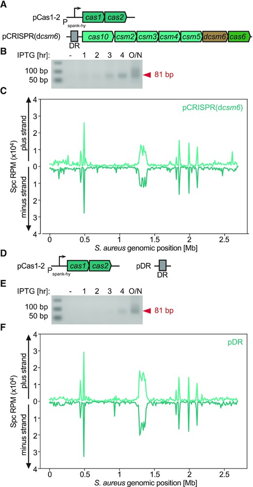 Cas1 and Cas2 are sufficient to determine the observed S. epidermidis type III-A acquisition pattern. (A) Schematic representation of the two-plasmid system used in the inducible adaptation assay for S. epidermidis type III-A dcsm6 CRISPR-Cas system. (B) Agarose gel electrophoresis DR-PCR products at different time points post induction of CRISPR adaptation in the presence of pCRISPR(dcsm6). (C) Abundance (RPM) of spacers acquired 3 h post induction of the S. epidermidis type III-A acquisition machinery in host cells harboring pCRISPR(dcsm6), mapped to the bacterial chromosome (10 kb bins). (D) Schematic representation of the two-plasmid system used in the inducible adaptation assay for S. epidermidis type III-A pDR (i.e. Δcas10-6 CRISPR-Cas system). (E) Agarose gel electrophoresis DR-PCR products at different time points post induction of CRISPR adaptation in the presence of pDR. (F) Abundance (RPM) of spacer acquired 3 h post induction of the S. epidermidis type III-A acquisition machinery in host cells harboring pDR, mapped to the bacterial chromosome (10 kb bins).