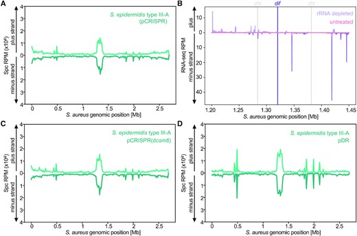 Autoimmunity shapes the type III-A spacer acquisition pattern. (A) Abundance (RPM) of spacers acquired overnight post induction of the S. epidermidis type III-A acquisition machinery, mapped to the bacterial chromosome (10 kb bins). (B) Abundance (RPM) of S. aureus RN4220 RNA-seq reads of either an rRNA depleted sample (purple) or an untreated sample (pink), in the vicinity of the dif site, single nucleotide resolution. (C) Abundance (RPM) of spacers acquired overnight post induction of the S. epidermidis type III-A acquisition machinery in hosts carrying pCRISPR(dcsm6), mapped to the bacterial chromosome (10 kb bins). (D) Abundance (RPM) of spacers acquired overnight post induction of the S. epidermidis type III-A acquisition machinery in the presence of pDR, mapped to the bacterial chromosome (10 kb bins).