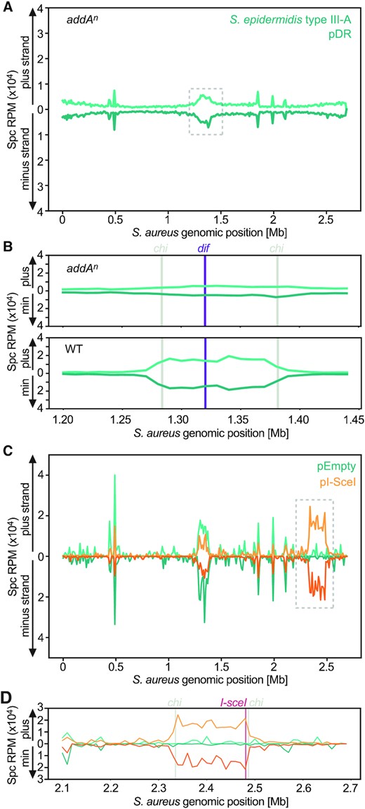 Adaptation in the S. epidermidis type III-A CRISPR-Cas system is facilitated by the AddAB helicase-nuclease and stimulated by free DNA ends. (A) Abundance (RPM) of spacers acquired in an addan mutant host, 24 h post induction of the S. epidermidis type III-A acquisition machinery in the presence of pDR, mapped to the bacterial chromosome (10 kb bins). (B) Details of the data within the dashed square shown in (A) (top panel) and for the same region of the pattern shown in Figure 5D (bottom panel), focusing on the chromosomal terminus (dif, purple line) and flanking chi sites (grey lines); (10 kb bins). (C) Abundance (RPM) of spacer acquired 3 h post induction of the S. epidermidis type III-A acquisition machinery in the presence of pDR, along with either an empty plasmid (pEmpty, green) or an IPTG-inducible I-SceI endonuclease (pI-SceI, orange), mapped to the bacterial chromosome (10 kb bins). (D) Details of the data within the dashed square shown in (C), focusing on the I-SceI cleavage site (red line) and flanking chi sites (grey lines); (10 kb bins).