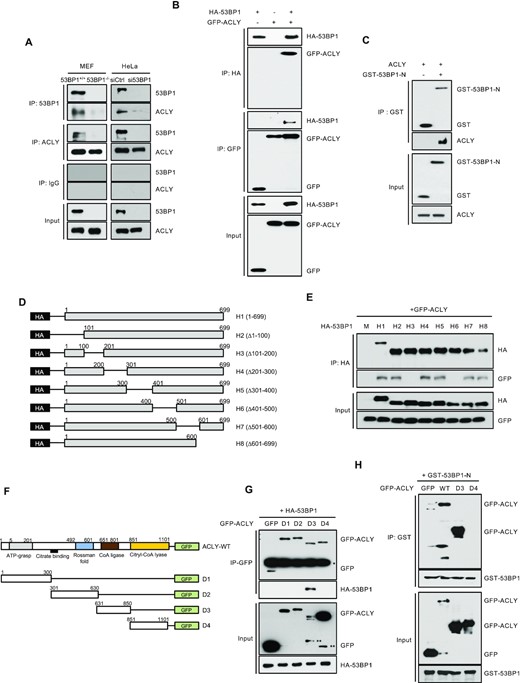 53BP1 interacts with ACLY and promotes ACLY activity. (A) Immunoprecipitations (IPs) with anti-53BP1, anti-ACLY, or control IgG antibodies were carried out using extracts from 53BP1+/+ or 53BP1−/− MEFs (left) and control or 53BP1-depleted HeLa cells (right). Western blots were conducted using the indicated antibodies. (B) Co-IPs and western blot analysis of overexpressed HA-53BP1 and GFP-ACLY in HEK293T cells. Antibodies used for IPs and western blots are indicated. (C) A GST pulldown assay was carried out using GST or GST-tagged N-terminus of the 53BP1 fusion protein (GST-53BP1-N) and recombinant ACLY protein. The in vitro interaction of ACLY with GST-53BP1-N was validated by western blotting using an anti-ACLY antibody. Note that GST-53BP1-N migrates to a position where a dimer would be expected. (D) A schematic of the HA-tagged N-terminal S/T-Q motif of 53BP1 (H1) and seven deletion mutants (H2-H8) is shown. (E) HEK293T cells were co-transfected with the indicated HA-tagged 53BP1 constructs along with the GFP-tagged ACLY construct. Cell lysates were then subjected to IPs and western blots using indicated antibodies. (F) A schematic of GFP-ACLY (full length) and a series of deletion mutants is shown. (G) Co-IPs and western blot analyses of the interactions between GFP-ACLY deletion mutants and HA-53BP1 in HEK293T cells. (H) A GST pulldown assay was carried out using recombinant GST-53BP1-N and total cell lysates from WT GFP-ACLY or GFP-ACLY deletion mutants (D3 and D4) transfected HEK293T cells.