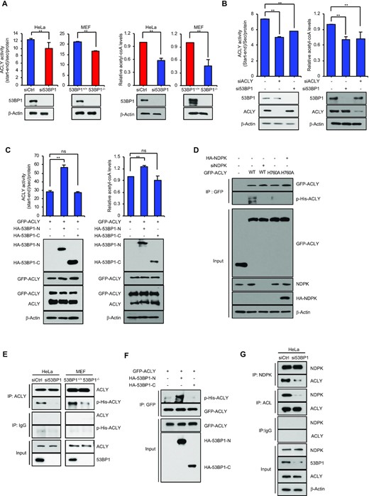 53BP1 positively regulates the ACLY activity by promoting the interaction between ACLY and NDPK. (A) The ACLY enzyme activity and the level of acetyl-CoA were measured in whole cell extracts made of control siRNA- and 53BP1 siRNA-transfected HeLa cells (left) or 53BP1+/+ and 53BP1−/− MEFs (right). The results are shown as the mean ± SD (n = 3), ** P < 0.01, Student's t-test. (B) The ACLY enzyme activity and the level of acetyl-CoA were measured in whole cell extracts made of control siRNA-, ACLY siRNA-, and 53BP1 siRNA-transfected HeLa cells. The results are shown as the mean ± SD (n = 3), ** P < 0.01, Student's t-test. (C) HA-tagged N-terminus (HA-53BP1-N) or C-terminus (HA-53BP1-C) of 53BP1 was expressed in HEK293T cells along with GFP-ACLY. The ACLY enzyme activity and the level of acetyl-CoA were then measured after 48h. The results are shown as the mean ± SD (n = 3), ∗∗P < 0.01. ns, not significant, Student's t-test. (D) HA-53BP1, WT GFP-ACLY, GFP-ACLY H760A, HA-NDPK, and NDPK siRNA were transfected into HeLa cells with the indicated combinations. Co-IPs using the anti-GFP antibody were performed and the following western blot analyses were done using anti-ACLY or anti-phospho-histidine antibodies. (E) ACLY was immunoprecipitated from control or 53BP1 siRNA-transfected HeLa cells (left) and 53BP1+/+ or 53BP1−/− MEF cell extracts (right). Phosphorylation of ACLY was analyzed using an anti-phospho-histidine antibody. (F) HA-53BP1-N or HA-53BP1-C was overexpressed in HEK293T cells along with GFP-ACLY. Co-IPs using an anti-GFP antibody was performed and analyzed by western blots using anti-ACLY or anti-phospho-histidine antibodies. (G) HeLa cells were transfected with control or 53BP1 siRNA for 48 h. IPs were conducted using an anti-NDPK antibody or an anti-ACLY antibody and western blot analyses were done using the indicated antibodies.