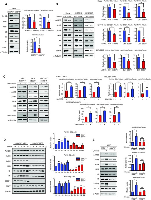 53BP1 regulates global histone acetylation. (A) Total cell extracts from 53BP1+/+ and 53BP1−/− MEFs were analyzed for total and acetylated histones by western blotting using the indicated antibodies. Quantitation of acetylated histones was done by normalizing to total histone/α-tubulin (please refer to materials and methods for details of the procedure). (B) Western blot analyses of total and acetylated histones in HeLa, HCT116, and HEK293T cells with control or 53BP1 knockdown. Quantitation of acetylated histone was done by normalizing to total histone/α-tubulin. The results are shown as the mean ± SD (n = 3), ∗∗P < 0.01, Student's t-test. (C) HA-53BP1 was reconstituted in 53BP1−/− MEFs, 53BP1-depleted HeLa and HEK293T cells by overexpression for 48 h. Histone acetylation and total amounts of histones were analyzed using the indicated antibodies. Quantitation of acetylated histone was done by normalizing to total histone/α-tubulin. The results are shown as the mean ± SD (n = 3), ∗∗P < 0.01, Student's t-test. (D) 53BP1+/+ and 53BP1−/− MEFs were starved by serum depletion for 16 h and subsequently stimulated with 10% fetal bovine serum-containing media for the indicated time points. Total cell lysates were analyzed for total and acetylated histones by western blotting using the indicated antibodies. Quantitation of acetylated histone was done by normalizing to total histone/α-tubulin. The results are shown as the mean ± SD (n = 3). (E) 53BP1+/+ and 53BP1−/− MEFs were cultured for 48 h in the presence or absence of 25 mM glucose. Total cell lysates were analyzed by western blotting using the indicated antibodies. Quantitation of acetylated histone was done by normalizing to total histone/α-tubulin. The results are shown as the mean ± SD (n = 3), ∗∗P < 0.01. ns, not significant, Student's t-test.