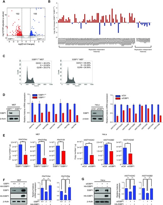 53BP1 is important for the histone gene expression. (A) Differential gene expression analysis of 53BP1+/+ and 53BP1−/− MEFs using RNA-seq. The X-axis in the volcano plot indicates fold changes of gene expression in 53BP1+/+ and 53BP1−/− MEFs and the Y-axis indicates log value of FDR-adjusted p-values. FDR cutoff 0.1 and fold change cutoff 2 were used to highlight differential gene expression in the analysis. (B) Fold-changes (log2) of the polyadenylated replication-dependent and replication-independent histone gene families in the RNA-seq data from 53BP1+/+ and 53BP1−/− MEFs. (C) Cell cycle distribution in 53BP1+/+ and 53BP1−/− MEFs. G0/G1, S, and G2/M indicate cell cycle phases. (D) Total RNAs from 53BP1+/+ and 53BP1−/− MEFs (left) or control siRNA- and 53BP1 siRNA-transfected HeLa cells (right) were analyzed for the expression of histone mRNAs by RT-qPCR using random-priming. Western blots show the level of 53BP1 in cells used in these experiments. The results are shown as the mean ± SD (n = 3). (E) Absolute quantitation of histone transcripts from select histone genes was conducted using 53BP1+/+, 53BP1−/− MEFs and 53BP1 depleted-HeLa cells by RT-qPCR. The results are shown as the mean ± SD (n = 3), ∗∗P < 0.01, Student's t-test. (F and G) RT-qPCR analyses of Hist1h2ac and Hist1h2bg transcripts in 53BP1+/+, 53BP1−/−, and 53BP1-reconstituted 53BP1−/− MEFs (F). The same analyses for HIST1H2AC and HIST1H2BD transcripts were performed in control, 53BP1 depleted-HeLa cells with or without reconstitution of 53BP1 (G). The results are shown as the mean ± SD (n = 3), ∗∗P < 0.01. ns, not significant, Student's t-test.