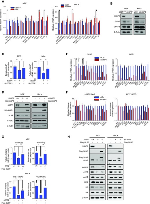 53BP1 regulates the expression of SLBP and affects histone biogenesis. (A) RT-qPCR analysis of representative genes known for their function in histone mRNA biogenesis. Total RNAs from 53BP1+/+ and 53BP1−/− MEFs (left) or control and 53BP1 siRNA-transfected HeLa cells (right) were used. The results are shown as the mean ± SD (n = 3), ∗∗P < 0.01, Student's t-test. (B) Western blot analyses of SLBP expression using 53BP1+/+ and 53BP1−/− MEFs or control siRNA- and 53BP1 siRNA-transfected HeLa cells. CPSF3 is a known processing factor for histone gene expression and was used as a control. (C) Relative measurement of SLBP mRNA expression was done by RT-qPCR in 53BP1+/+, 53BP1−/−, and 53BP1-reconstituted 53BP1−/− MEFs or control, 53BP1-depleted HeLa cells, and 53BP1-depleted HeLa cells with 53BP1 reconstitution. The results are shown as the mean ± SD (n = 3), ∗∗P < 0.01, Student's t-test. (D) 53BP1 was reconstituted in 53BP1−/− MEFs or 53BP1-depleted HeLa cells and the changes of SLBP expression were analyzed by western blotting. (E and F) 53BP1 was knocked down in the indicated human immortalized or cancer cell lines by siRNA. 48 h after transfection, the levels of SLBP and 53BP1 mRNA (E), and HIST1H2AC and HIST1H2BD mRNA (F) were analyzed by RT-qPCR. The results are shown as the mean ± SD (n = 3). ns, not significant, Student's t-test. (G) RT-qPCR analysis of HIST1H2AC and HIST1H2BG/D mRNAs in 53BP1+/+, 53BP1−/−, and SLBP-reconstituted 53BP1−/− MEFs (left), or control, 53BP1 depleted-HeLa cells, and SLBP-reconstituted 53BP1 knockdown HeLa cells (right). The results are shown as the mean ± SD (n = 3), ∗∗P < 0.01, Student's t-test. (H) Analysis of total and acetylated histones H2B, H3 and H4 by western blotting in SLBP-reconstituted 53BP1−/− MEFs or 53BP1-depleted HeLa cells with SLBP reconstitution.