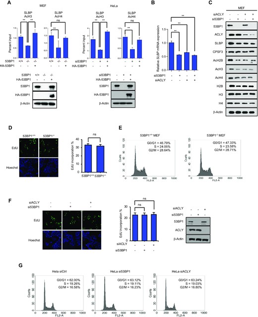 53BP1 positively regulates the SLBP expression by altering the acetylation status of the SLBP promoter. (A) Chromatin immunoprecipitation (ChIP)-qPCR analysis of the SLBP and CPSF3 promoters in 53BP1+/+ and 53BP1−/− MEFs (left) or control and 53BP1 siRNA-transfected HeLa cells (right). ChIP-qPCR was performed using antibodies to acetylated histone H3 (Ac-H3) and H4 (Ac-H4). Data represent ChIP enrichment relative to input. The results are shown as the mean ± SD (n = 3), ∗∗P < 0.01, Student's t-test. (B and C) The levels of SLBP mRNA (B) and protein (C) in MEF cells transfected with control siRNA-, 53BP1 siRNA-, or ACLY siRNA in the indicated combinations. The results are shown as the mean ± SD (n = 3), ∗∗P < 0.01, Student's t-test. (D) 53BP1+/+ and 53BP1−/− MEFs were stained with propidium iodide and the DNA content was analyzed by flow cytometry. G0/G1, S, and G2/M indicate cell cycle phases. (E) The number of 53BP1+/+ and 53BP1−/− MEFs in the S-phase was detected by EdU incorporation assay. EdU staining (red) for S-phase cells. Hoechst staining (blue) for the cell nuclei. Lower panel shows quantification of the percentage of EdU-positive cells. The results are shown as the mean ± SD (n = 3). ns, not significant, Student's t-test. (F) Cell cycle profiles of control, 53BP1-, and ACLY-depleted HeLa cells obtained by flow cytometry. (G) The S-phase cells of control, 53BP1-, and ACLY-depleted HeLa cells were stained by EdU incorporation. Lower panel shows the percentage of EdU-positive cells. Data are presented as mean ± SD (n = 3). Student's t-test was used. ns, not significant, Student's t-test.