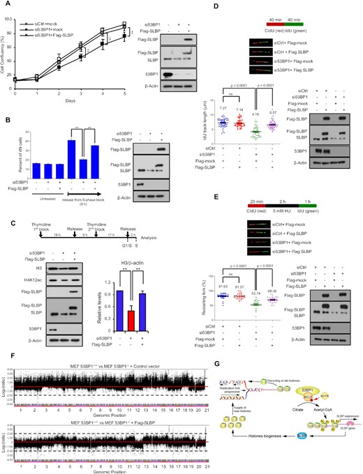 53BP1-ACLY-SLBP regulatory axis contributes to S-phase progression and genomic integrity. (A) Proliferation of control (siCtrl), 53BP1-depleted (si53BP1) HeLa cells, and 53BP1-depleted HeLa cells with SLBP overexpression was monitored by live cell imaging for 5 days. The results are shown as the mean ± SD (n = 3), ∗∗P < 0.01, Student's t-test. (B) The indicated siRNA and/or vector-transfected HeLa cells were treated with aphidicolin to arrest cells in S-phase. Then cells were incubated with colcemid-containing medium to release from the arrest and to trap in M-phase. Cell cycle profiles were measured by flow cytometry. The results are shown as the mean ± SD (n = 3), ∗∗P < 0.01, Student's t-test. (C) The experimental design for S-phase synchronization (top) is shown. The indicated siRNA and/or vector-transfected HeLa cells were synchronized at S-phase through a two-step thymidine block. Total cell extracts were prepared and analyzed by western blotting using the indicated antibodies (bottom). (D) Replication elongation rates of control, 53BP1-depleted, and Flag-SLBP-reconstituted/53BP1-depleted HeLa cells were measured. Each cell was treated with CIdU (red) and IdU (green) for 40 min each and the IdU track length of CIdU-positive fibers was measured. Data represent mean ± SD (n = 3). P values between indicated samples were calculated using a Mann-Whitney test. (E) Replication fork restart of control, 53BP1-depleted, SLBP-reconstituted 53BP1-depleted HeLa cells was measured. Pulse-labelling of cells with CIdU, HU (hydroxyurea), and IdU was done as shown in the schematic of experiment. DNA fibers were counted by contiguous IdU and CIdU tracks. Data represent mean ± SD (n = 3). P values between indicated samples were calculated using a Mann-Whitney test. (F) Array CGH profiles of clones derived from 53BP1−/− MEFs (top), 53BP1−/− MEF with SLBP-reconstitution (bottom) are shown. Chromosomal regions above or below the dotted line indicate amplifications or deletions of genomic regions, respectively. (G) A model of the newly characterized role for 53BP1 in quantitative and qualitative histone homeostasis. The interaction between 53BP1 and ACLY enhances histidine phosphorylation of ACLY by NDPK, leading to increased expression of SLBP, which then influences histone mRNA processing and production of new histones. This pathway is critical for S-phase progression and chromosomal stability.