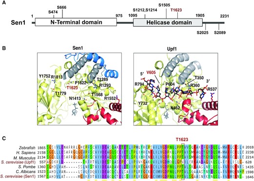 The catalytic domain of Sen1 is phosphorylated at a conserved threonine at the predicted RNA-binding region. (A) Scheme of Sen1 protein indicating the location of the different phosphosites identified by mass spectrometry. Globular domains are indicated by solid bars whereas regions predicted to be disordered by IUPred (71) are shown by a line. Phosphorylation of residue S1505 was also previously detected in former studies (72,73). (B) Zoom in view of the RNA-binding region of Sen1 and Upf1. Protein regions are colored according to the color scheme used for the different subdomains of Sen1 and Upf1 helicase domains in a former study (42). Specifically, amino acids in the core RecA subdomains are indicated in yellow, whereas amino acids in the so-called brace, stalk and prong are shown in blue, gray and red, respectively. Structural data correspond to PDB: 5MZN for Sen1 and PDB: 2XZO for Upf1–RNA complex. Sen1 T1623 and the equivalent V605 in Upf1 are indicated in red. Residues labeled in black are conserved positions involved in RNA binding by Upf1 that revealed a role in Sen1 interaction with RNA in a former mutational analysis (42). (C) Alignment of a small fragment of Sen1 and Upf1 proteins containing T1623 or the equivalent residues. Amino acids are colored according to the clustal color scheme.