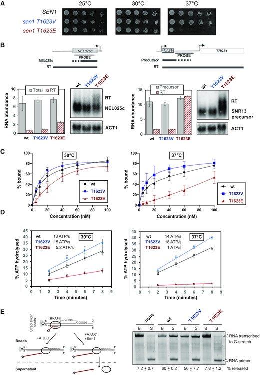 Functional analyses of mutations preventing (T to V) or mimicking (T to E) phosphorylation of Sen1 T1623. (A) Growth tests of yeast cells expressing different SEN1 variants on YPD medium at the indicated temperatures. (B) Northern blot analysis of two typical Sen1 targets in strains expressing either the wt, the T1623V or the T1623E version of SEN1. Cells were grown at 30°C. Experiments were performed in a Δrrp6 background to stabilize and, thus, render detectable the primary products of termination by Sen1. The ACT1 mRNA is used as a loading control. Probes used for RNA detection are described in Supplementary Table S7. Plots represent the quantification of the indicated RNA species (RT, read-through; total = NEL025c RNA + RT) normalized by the ACT1 mRNA abundance and expressed in arbitrary units. Values correspond to the mean of two independent experiments and error bars indicate the standard error of the mean (SEM). Note that the SNR13 RT species are substantially more stable than the precursor RNAs, leading to an apparent increase in total (i.e. precursor + RT) RNA levels. (C) Electrophoretic mobility shift assay (EMSA) using a 5′‐end fluorescently labeled 40‐mer RNA as the substrate (DL3508, see Supplementary Table S7) at 4 nM and recombinant Sen1 HD variants at 5, 10, 20, 40, 60 and 100 nM at the final concentrations. The plots correspond to the quantifications of three independent experiments performed for each incubation temperature. The values indicate the mean and standard deviation (SD). The dissociation constant (Kd) at 30°C is 13.1 nM for the wt, 12.7 nM for the T1623V and 100 nM for the T1623E version of Sen1 HD. At 37°C the Kds are 6.4 nM, 8.1 nM and > 5 μM for the wt, T1623V and T1623E, respectively. Representative gels of these experiments are shown in Supplementary Figure S2B. (D) Time course analysis of the nucleic acid-dependent ATPase activity of the indicated Sen1 HD variants at either 30°C or 37°C. Values represent the average and SD from three independent experiments. (E) In vitro transcription termination (IVTT) assays with the indicated versions of Sen1 HD Left: Scheme of an IVTT assay. Ternary elongation complexes (ECs) composed of purified RNAPII, fluorescently labeled nascent RNA, and DNA templates are assembled and attached to streptavidin beads via the 5′ biotin of the non‐template strand to allow subsequent separation of beads‐associated (B) and supernatant (S) fractions. A star denotes the presence of a FAM at the 5′ end of the RNA. The transcription template contains a G‐less cassette followed by a G‐stretch in the non‐template strand. After addition of a mixture of ATP, UTP and CTP at a final concentration of 1 mM each, RNAPII transcribes until it encounters the G‐ stretch. Sen1 HD dissociates ECs stalled at the G‐stretch, therefore releasing RNAPIIs and the associated transcripts to the supernatant. The fraction of transcripts released from ECs stalled at the G‐stretch is used to estimate the efficiency of termination. Right: Representative gel of one out of three independent IVTT assays. The values on the bottom correspond to the average and the SD of three independent experiments.