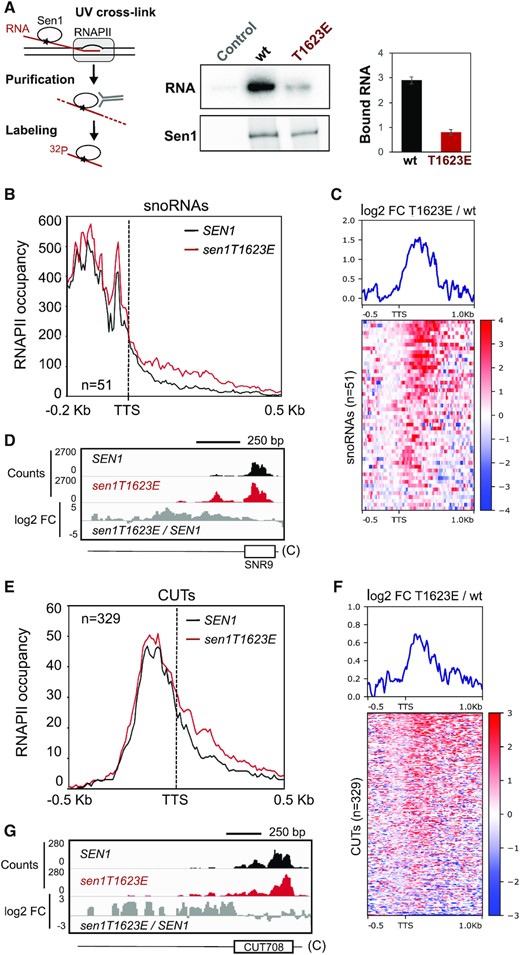 A phospho-mimetic substitution in Sen1 T1623 globally impairs RNA binding and reduces the efficiency of transcription termination at non-coding genes in vivo. (A) In vivo UV-crosslinking and quantification of Sen1-bound RNA. Left: scheme summarizing the procedure employed. Sen1 is crosslinked to its associated RNAs using UV as in CRAC experiments (see methods). RNAs co-immunoprecipitated with Sen1 are subject to partial degradation with RNase, radiolabeled at their 5′-end and detected by phosphorimaging. Middle: PAGE analysis of Sen1-RNA complexes. Representative gel of one out of two biological and technical replicates. Right: plot representing the quantification of Sen1-bound RNA (i.e. ‘RNA’ panel) normalized by the amount of Sen1 detected by western blot (i.e. ‘Sen1’ panel). Values are expressed in arbitrary units and correspond to the mean of two independent experiments. Error bars denote the SEM. (B) Metagene analysis of the RNAPII distribution relative to the annotated transcription termination site (TTS) of snoRNAs. Values on the y‐axis correspond to the median coverage. (C) Heatmap analysis representing the log2 of the fold change (FC) of the RNAPII signal in the sen1T1623E mutant relative to the wt at snoRNA genes. The summary plot on the top was calculated using the average values for each position. Intronic snoRNA genes, which are not NNS-targets, and bi- or polycistronic snoRNA genes were excluded from these analyses. (D) Integrative Genomics Viewer (IGV) screenshots of an example of snoRNA genes displaying termination defects in the sen1T1623E mutant. The values correspond to the counts per million of counts (CPM) multiplied by 10. ‘C’ denotes the Crick strand. (E) Metagene analyses of transcribing RNAPII at CUTs performed as in (A). (F) Heatmap analyses of CUTs performed as in (C). (G) IGV screenshot of an example of CUTs exhibiting transcription termination defects in the sen1T1623E mutant.