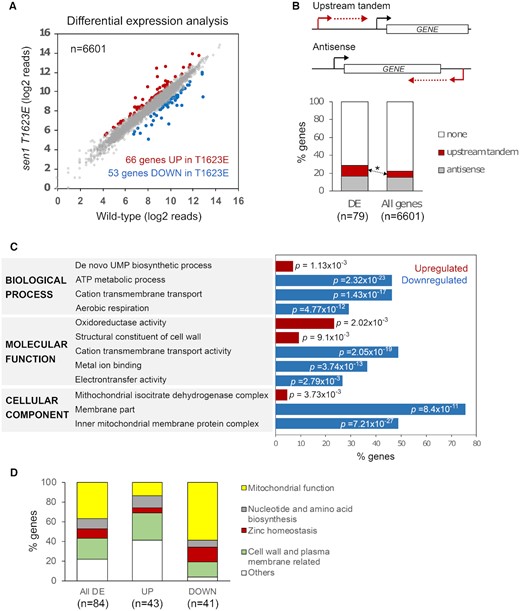 The T1623E substitution in Sen1 induces changes in the expression of functionally-related genes. (A) Analysis of differentially expressed protein-coding genes in the sen1T1623E mutant relative to the wt. CRAC datasets were used for this and subsequent analyses. Genes are considered as upregulated (UP) or downregulated (DOWN) if the log2 fold change (FC) sen1T1623E / wt is > 0.5 or < - 0.5, respectively, and the P-value < 0.05. The full list of genes with their corresponding expression levels and associated P-values is provided in Supplementary Table S2. (B) Analysis of non-coding transcription relative to genes differentially expressed (DE) in the sen1T1623E mutant relative to the wt. An asterisk denotes a statistically significant (P-value = 0.02) enrichment in genes transcribed immediately downstream of annotated CUTs and SUTs. Genes encoded in the mitochondrial genome were excluded from these analyses since they are transcribed by a dedicated RNAP. (C) Representative subset of gene ontology (GO) terms found significantly overrepresented in the set of DE genes in the sen1T1623E mutant relative to the wt. p represents the associated P-value. The full list of GO terms is provided in Supplementary Tables S3 and S4. (D) Plot representing the distribution of DE genes within different functional categories.