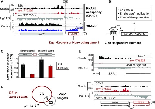 Repression of ZAP1 underlies a fraction of changes in gene expression provoked by the Sen1 T1623E substitution. (A) IGV screenshot showing the ZAP1 gene and the upstream non-coding gene ZRN1. The location of the previously identified ZRE at the ZRN1-ZAP1 intergenic region is indicated. The RNAseq datasets will be published elsewhere. (B) Schematic of the mode of action of Zap1 at regulated promoters and summary of the main processes regulated by Zap1. (C) Analysis of ZAP1 expression in the presence and in the absence of upstream ZRN1 by RT-qPCR in a wt and a sen1T1623E strain. Cells were grown in minimal medium and treated with 1 mM EDTA for 2h to withdraw Zn from the medium (–Zn) and induce ZAP1 expression. Left: strains expressing ZAP1 from the endogenous locus. Right: strains where ZAP1 was deleted in the chromosomal locus and provided in a centromeric plasmid without upstream ZRN1. Values correspond to the average of three independent biological replicates and error bars denote the SD. (D) Venn diagram showing the overlap between the set of DE genes and Zap1 direct regulatory targets. p represents the associated P-value calculated with the Fisher's exact test. (E) Examples of well-characterized Zap1-targets that are deregulated in the sen1T1623E mutant. Expression of ZRR1 induces repression of ADH1 by transcriptional interference. Downregulation of ZRR1 and, thus, ADH1 derepression, is likely due to reduced ZAP1 expression in the mutant. (W) and (C) denote the Watson and Crick strands, respectively.