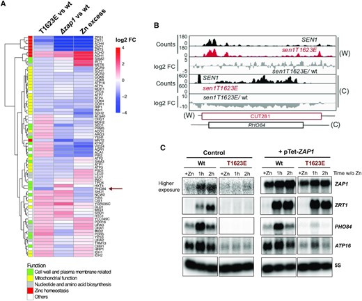 The Sen1 T1623E substitution partially mimics conditions of zinc excess. (A) Heatmap and hierarchical clustering analyses of the expression profile of DE genes in the indicated datasets. The ‘Δzap1 vs wt’ dataset correspond to conditions of Zn starvation. ‘Zn excess’ is an abbreviation of Zn excess vs limitation. Genes were colored according to the functional category that was assigned to them using the same color code as in Figure 4D. (B) IGV screenshot of CRAC datasets showing the PHO84 gene and the antisense repressor non-coding gene. (C) Northern blot analyses of the expression of various genes deregulated in the sen1T1623E mutant in conditions of Zn excess (+Zn) or limitation (w/o Zn). Zn excess was reached by growing cells in minimal medium in the presence of 3 mM ZnCl2, whereas Zn starvation was induced by shifting exponentially growing cultures to minimal medium with 1 mM EDTA for the indicated times. The pTet-ZAP1 samples correspond to the indicated strains harbouring a centromeric plasmid overexpressing ZAP1 from a tetracyclin repressible promoter and grown in the absence of tetracyclin. Representative blot of one out of two independent experiments that yielded similar results. All samples were migrated in the same gel, transferred to the same blot and hybridized in parallel with the same probe except for the probe detecting ZAP1 mRNA. The image of ZAP1 RNA detection in control samples (i.e. harbouring an empty vector) correspond to a much higher exposure than the pTet-ZAP1 samples because endogenous ZAP1 RNA levels are very low.