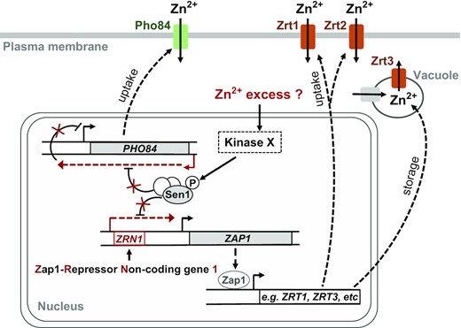 Working model for the role of Sen1 phosphorylation at T1623 in the regulation of gene expression. The NNS-complex normally terminates transcription of ZRN1 as well as the ncRNA antisense to PHO84. Under conditions that remain to be determined but that could correspond to a certain Zn excess, a kinase yet to be identified would phosphorylate Sen1 to reduce the efficiency of transcription termination and promote repression of ZAP1 and PHO84. Downregulation of ZAP1 expression would lead to decreased levels of Zap1 protein and, consequently, the regulation of genes involved in Zn homeostasis, as for instance genes responsible for Zn uptake and storage and genes encoding Zn-containing proteins. Repression of PHO84 expression, encoding a low-affinity Zn transporter, would also contribute to the regulation of Zn homeostasis.