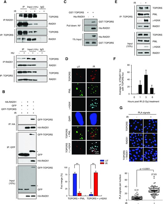 TOPORS interacts with RAD51. (A) HeLa cells, with or without 5 Gy of IR or 2 mM HU treatment, were lysed and subjected to immunoprecipitation followed by immunoblotting as indicated. (B) HEK293T cells transfected with HA-RAD51 along with or without GFP-TOPORS were treated with 5 Gy of IR and subjected to immunoprecipitation and immunoblots as indicated. Asterisk indicates nonspecific band. (C)In vitro pull-down assay carried out using immobilized control His or His-RAD51 fusion proteins on Ni+-NTA Agarose followed by recombinant GST-TOPORS protein. GST pull-downs were immunoblotted with antibodies as indicated. (D) HeLa cells, treated with or without 5 Gy of IR, were stained with indicated antibodies. Colocalization of TOPORS (red) and PML (green) is visible as a yellow merged signal, and colocalization of TOPORS (red) and γ-H2AX (cyan) is visible as a white merged signal. Nuclei were stained with DAPI. Scale bar: 5 μm. The percent colocalization between TOPORS and PML and between TOPORS and γ-H2AX is shown. Quantification of merged foci as a percentage of TOPORS–PML or TOPORS–γ-H2AX foci from total TOPORS foci. At least 50 cells from three independent slides were analyzed. The results are shown as mean ± SD (n = 3), ∗∗P < 0.01. (E) Whole cell lysates of HeLa cells, with or without 5 Gy of IR treatment, immunoprecipitated using an anti-TOPORS antibody followed by immunoblotting using indicated antibodies. (F) Percent colocalization of RAD51 and TOPORS foci at the indicated times following IR treatment. Data are presented as mean ± SD (n = 3). (G) A PLA probe was used to detect colocalization of endogenous RAD51–TOPORS. DNA were counterstained with DAPI. The negative controls were obtained by omitting one of the primary antibodies. Representative images and a scatterplot of the PLA signal per nucleus are shown. Scale bar: 30 μm. Data are presented as mean ± SD (n =3). P-values between indicated samples were calculated using a Mann–Whitney test.