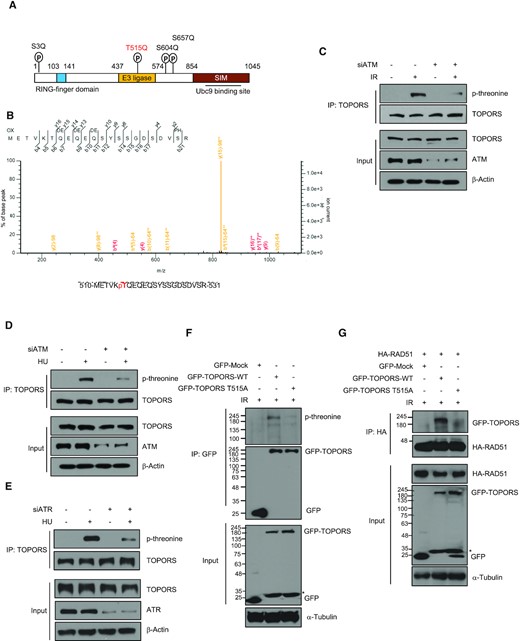 TOPORS is phosphorylated at Thr515 in response to IR. (A) Schematic diagrams of the TOPORS protein domains with putative ATM phosphorylation sites indicated. (B) Determination of IR-induced phosphorylation sites in TOPORS by mass spectrometry. A peptide containing Thr515 phosphorylation is shown. HeLa cells transfected with control siRNA or ATM siRNA were treated with or without 5 Gy of IR (C) or 2 mM HU (D). Whole cell lysates were then subjected to immunoprecipitation using an anti-TOPORS antibody followed by immunoblotting using indicated antibodies. (E) HeLa cells transfected with control siRNA or ATR siRNA were treated with or without 2 mM HU. Whole cell lysates were then subjected to immunoprecipitation using an anti-TOPORS antibody followed by immunoblotting using indicated antibodies. (F) HEK293T cells transfected with control GFP vector, GFP-TOPORS-WT or GFP-TOPORS-T515A were treated with IR (5 Gy). Cell lysates were immunoprecipitated with anti-GFP antibody and subjected to immunoblot analysis with anti-phospho-threonine antibody. Asterisk indicates degradation products of GFP-TOPORS. (G) HA-RAD51-expressing HEK293T cells transfected with control GFP vector, GFP-TOPORS-WT or GFP-TOPORS-T515A were treated with 5 Gy of IR and subjected to immunoprecipitation and immunoblots as indicated. Asterisk indicates degradation products of GFP-TOPORS.