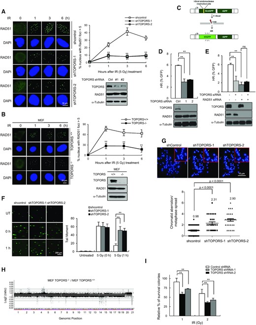 TOPORS plays an important role in DSB repair. Control and TOPORS-depleted U2OS cells (A) or control and TOPORS−/− MEF cells (B) were exposed to 5 Gy of IR and fixed at the indicated time points. Immunostaining experiments were performed using an anti-RAD51 antibody. DNA was counterstained with DAPI. Scale bar: 10 μm. Percentage of cell populations that shows >5 foci for RAD51 is shown. The results are shown as mean ± SD (n = 3), ∗∗P < 0.01. (C) A schematic of the DR-GFP reporter system used to measure rates of HR. (D) HR efficiency as measured by FACS in control and TOPORS-depleted U2OS/DR-GFP cells. The results are shown as mean ± SD (n = 3), ∗∗P < 0.01. (E) HR efficiency of U2OS/DR-GFP cells transfected with the indicated siRNA combinations. The results are shown as mean ± SD (n = 3), ∗∗P < 0.01, ns = not significant. (F) IR-induced DNA damage as measured through a neutral comet assay in control and TOPORS-depleted U2OS cells. The results are shown as mean ± SD (n = 3), ∗∗P < 0.01. (G) The number of chromosome aberrations as measured by metaphase chromosome spreads of control and TOPORS-depleted U2OS cells treated with 2 Gy of IR. Representative images and quantification of aberrations are shown. The results are shown as mean ± SD (n = 3). P-values between the indicated samples were calculated using a Mann–Whitney test. (H) Array CGH profiles of genomic DNA derived from TOPORS+/+ and TOPORS−/− MEFs. Genomic positions that fall above or below the dotted line indicate amplifications or deletions of regions of genome, respectively. (I) Colony forming ability of control and TOPORS-depleted U2OS cells treated with the indicated doses of IR. The results are shown as mean ± SD (n = 3), ∗∗P < 0.01.
