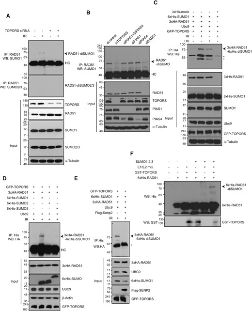 RAD51 is SUMOylated both in vitro and in vivo. (A) Control and TOPORS-depleted HeLa cells were treated with or without 5 Gy of IR. Immunoprecipitations using the anti-RAD51 antibody were performed and the following immunoblot analyses were done using anti-SUMO1 and anti-SUMO2/3 antibodies. HC indicates heavy chain. (B) HeLa cells transfected with control, TOPORS, PIAS1 and PIAS4, PIAS1, PIAS4 or RAD51 siRNA were irradiated with 5 Gy of IR, immunoprecipitated with anti-RAD51 antibody and subjected to immunoblot analysis with anti-SUMO1 antibody. HC indicates heavy chain. (C) HEK293T cells were cotransfected with HA-RAD51, GFP-TOPORS, His-SUMO1 and Ubc9, treated with IR (5 Gy) or HU (2 mM), and subjected to immunoprecipitation and immunoblotting as indicated. Asterisks indicate nonspecific bands. (D) HEK293T cells were transfected with His-SUMO1, His-SUMO2 or His-SUMO3 along with the indicated plasmids, exposed to 5 Gy of IR and subjected to immunoprecipitation followed by immunoblotting as indicated. HC indicates heavy chain. (E) HEK293T cells transfected with control or Flag-Senp2 along with the indicated plasmids were exposed to 5 Gy of IR and subjected to immunoprecipitation and immunoblotting as indicated. Asterisk indicates nonspecific band. (F) His-tagged RAD51 proteins incubated with purified GST-tagged TOPORS, recombinant SUMO1/2/3 and/or SUMO E1/E2 as indicated and analyzed by immunoblotting using anti-His and anti-GST antibodies.