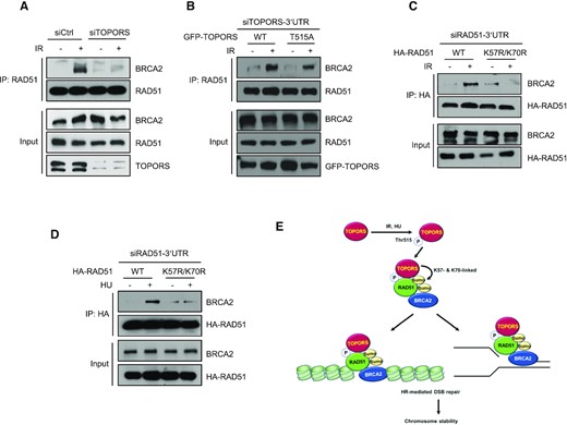 SUMOylation of RAD51 promotes its interaction with BRCA2. (A) Control and TOPORS-depleted HeLa cells were treated with or without 5 Gy of IR. Immunoprecipitations using an anti-RAD51 antibody were performed and the following immunoblot analyses were done using anti-BRCA2 or anti-RAD51 antibodies. (B) TOPORS knockdown HEK293T cells reconstituted with GFP-TOPORS-WT or GFP-TOPORS (T515A) were treated with or without IR (5 Gy), and subjected to immunoprecipitation and immunoblotting as indicated. RAD51 knockdown HeLa cells reconstituted with HA-RAD51-WT and HA-RAD51-K57R/K70R were treated with or without 5 Gy of IR (C) or 2 mM HU (D), and subjected to immunoprecipitation and immunoblotting as indicated. (E) Schematic model representing the role of TOPORS in RAD51 function in DSBs and replication stress. See text for details.