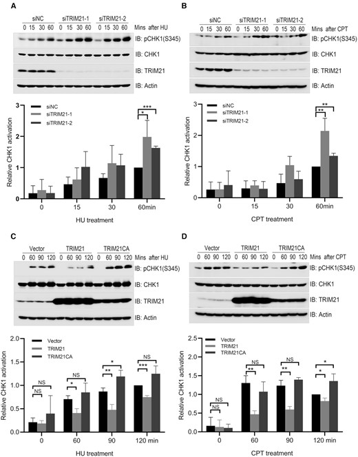 TRIM21 negatively regulated CHK1 activation upon replication stress. (A) HeLa cells were transfected with a negative control siRNA (siNC) or siRNA targeting 3’UTR of TRIM21 (siTRIM21-1 and siTRIM21-2) for 48 h. Transfectants were treated with 2 mM HU for the indicated time and total cell lysates were harvested for immunoblotting with antibodies as indicated. Statistical analysis (t-test) of signal intensity from three independent experiments was shown in the lower panel. *P < 0.05; ***P < 0.001. (B) HeLa cells were treated as described in (A) except that HU treatment was replaced with CPT (1 μM) treatment. **P < 0.01. (C) HeLa cells overexpressing TRIM21 or catalytically inactive mutant TRIM21CA were treated with 2 mM HU for the indicated time before total cell lysates were extracted for immunoblotting with antibodies as indicated. Statistical analysis (t-test) of signal intensity from three independent experiments was shown in the lower panel. *P < 0.05; **P < 0.01; ***P < 0.001. (D) HeLa cells overexpressing TRIM21 or TRIM21CA were treated with 1 μM CPT for the indicated time before total cell lysates were extracted for immunoblotting with antibodies as indicated. *P < 0.05; **P < 0.01.