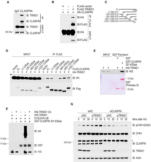 TRIM21 ubiquitinated CLASPIN and regulated CLASPIN dependent CHK1 activation. (A) HEK293T cells were lysed and incubated with protein A agarose conjugated with normal rabbit IgG or anti-CLASPIN antibody for immunoprecipitation, followed by immunoblotting with the indicated antibodies. *, non-specific signal. (B) HEK293T cells co-transfected with HA-CLASPIN and FLAG-TRIM21 were lysed and incubated with anti-FLAG M2 agarose, the immunoprecipitates were then examined by immunoblotting with antibodies against HA and FLAG. (C) Schematic of the CLASPIN deletion mutants: F1:1–330aa, F2:301–630aa, F3:601–930aa, F4:901–1230aa, F5:1201–1339aa. (D) Whole cell lysates extracted from HEK293T cells co-transfected with HA-TRIM21 and wildtype or mutant FLAG-CLASPIN were incubated with anti-FLAG M2 agarose for immunoprecipitation, followed by immunoblotting with the indicated antibodies. (E) Bacterially-purified HIS-TRIM21 and GST-CLASPIN301-630aa/GST peptides immobilized on Glutathione Sepharose 4B beads were mixed and incubated for 4 h. The HIS-TRIM21 complex was examined by immunoblotting. GST-CLASPIN301-630aa/GST were directly visualized by Ponceau S staining. (F) In vitro ubiquitination assays were performed by incubating HIS-TRIM21 or its E3 ligase inactive mutant and GST-CLASPIN301-630aa in the presence of E1, E2 and HA-ubiquitin at 30°C for 1 h, followed by GST-pulldown and analysis by immunoblotting with the indicated antibodies. (G) HeLa cells were transfected with a negative control siRNA or an siRNA targeting TRIM21 or CLASPIN as indicated for 48 hours. Then, whole cell lysates were collected after being treated with 2 mM HU or a mock treatment for the indicated times. CHK1 activation was examined by immunoblotting with an antibody specifically recognizing phosphorylated CHK1 at Ser345. The expression levels of CLASPIN, TRIM21 and CHK1 were also examined. *Non-specific signal. Actin: loading control.