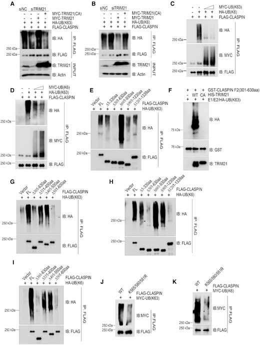 TRIM21 ubiquitinated CLASPIN with K63 linkage that counteracted its K6-linkage ubiquitination. (A, B) HEK293T cells were transfected with a negative control or a TRIM21-specific siRNA for 24 h. Then, the cells were co-transfected with FLAG-CLASPIN and HA-ubiquitin K63-only (as in A) or HA-ubiquitin K6-only (as in B) together with MYC-TRIM21 or MYC-TRIM21 E3 ligase inactive mutant as indicated. After 24 h, all the cell lines were lysed and subjected to de-naturing immunoprecipitation using anti-FLAG M2 agarose. The immunoprecipitates were examined by immunoblotting with the indicated antibodies. (C, D) HEK293T cells were transfected with FLAG-CLASPIN, and HA-ubiquitin K6-only along with increasing doses of MYC-ubiquitin K63-only expressing plasmids (as in C) or HA-ubiquitin K63-only along with increasing doses of MYC-ubiquitin K6-only expressing plasmids (as in D). After 24 h, the cells were lysed and analyzed by de-naturing immunoprecipitation using anti-FLAG M2 agarose, followed by immunoblotting with the indicated antibodies. (E) HEK293T cells were co-transfected with HA-ubiquitin K63-only and full-length FLAG-CLASPIN or its deletion mutants, and then analyzed by de-naturing immunoprecipitation and immunoblotting with the indicated antibodies. (F) In vitro ubiquitination assays were performed by incubating HIS-TRIM21 or TRIM21CA with GST-CLASPIN 301–630aa in the presence of E1, E2 and HA-ubiquitin-K63 only (HA-UB(K63)) at 30°C for 1 h, followed by GST-pulldown and analysis by immunoblotting with the indicated antibodies. (G) K63-linked ubiquitination of wildtype CLASPIN and its deletion mutants was examined as described in (E). (H) HEK293T cells were co-transfected with HA-ubiquitin K6-only and full-length FLAG-CLASPIN or its deletion mutants, and analyzed by denaturing immunoprecipitation and immunoblotting with the indicated antibodies. (I) HEK293T cells were transfected with the indicated plasmids and analyzed by de-naturing immunoprecipitation and immunoblotting with the indicated antibodies. (J, K) HEK293T cells were co-transfected with MYC-ubiquitin K63-only (as in J) or MYC-ubiquitin K6-only (as in K) and wildtype FLAG-CLASPIN or its K565/580/581R mutant. The samples were analyzed by de-naturing immunoprecipitation and immunoblotting with the indicated antibodies.