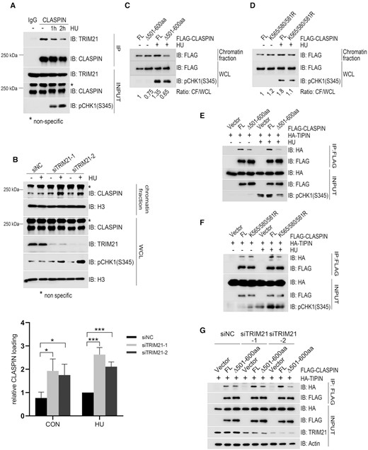 TRIM21 negatively regulated the chromatin loading of CLASPIN and its interaction with TIPIN. (A) HEK293T cells were treated with 2 mM HU for the indicated times, total cell lysates were extracted and subjected to immunoprecipitation and immunoblotting with antibodies as indicated. *, non-specific signal. (B) HeLa cells were transfected with siNC or siTRIM21 for 24 h and subjected to double thymidine blocks to synchronize cells in G1/S transition followed by a release for 2 h. Transfectants were untreated or treated with 2 mM HU for 1 h before chromatin fractionation was performed. The chromatin-enriched fraction was analyzed by immunoblotting with the indicated antibodies. * Non-specific signal. Statistical analysis (t-test) of signal intensity from three independent experiments was shown in the lower panel. *P < 0.05; ***P < 0.001. (C) HEK293T cells were transfected with FLAG-CLASPIN or the FLAG-CLASPINΔ501–600 mutant. After 24 h, the cells were treated with 2 mM HU or a mock treatment for 1 h and subjected to chromatin-bound protein extraction. The protein levels of FLAG-CLASPIN or FLAG-CLASPINΔ501–600aa in the chromatin fraction and whole cell lysate were detected by immunoblotting, and relative chromatin loading was analyzed by comparing the ratio between the chromatin fraction and the whole cell lysate. (D) HEK293T cells were transfected with FLAG-CLASPIN or the FLAG-CLASPIN K565/580/581R. Then cells were treated and analyzed by immunoblotting as described in (C). (E) HEK293T cells were transfected with HA-TIPIN and FLAG-CLASPIN or its Δ501–600aa mutant. After 24 h, the cells were treated with 2 mM HU or a mock treatment for 1 h, and subjected to immunoprecipitation using anti-FLAG M2 agarose, followed by immunoblotting with the indicated antibodies. (F) HEK293T cells were transfected with HA-TIPIN and FLAG-CLASPIN or its K565/580/581R mutant. After 24 h, the cells were treated with 2 mM HU or a mock treatment for 1 h and subjected to immunoprecipitation using anti-FLAG M2 agarose, followed by immunoblotting with the indicated antibodies. (G) HEK293T cells were transfected with a negative control or different TRIM21 specific siRNAs for 24 h. Then the cells were transfected with HA-TIPIN and FLAG-CLASPIN or its Δ501–600aa mutant, and analyzed by immunoprecipitation using anti-FLAG M2 agarose followed by immunoblotting with the indicated antibodies.