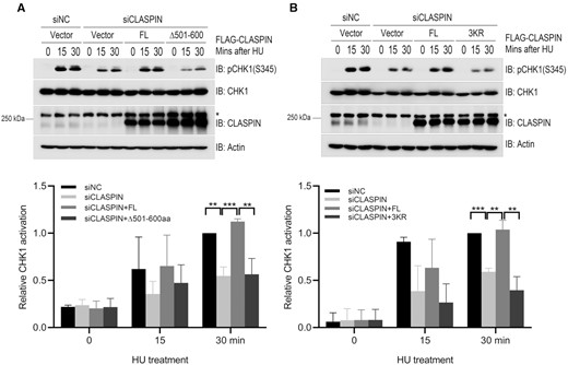 TRIM21-mediated CLASPIN ubiquitination suppressed CHK1 activation. (A) HEK293T cells were transfected with a negative control or a siRNA targeting for the 3’UTR of CLASPIN (siCLASPIN) for 24 h. Then, the cells were transfected with FLAG-CLASPIN or FLAG-CLASPINΔ501–600aa as indicated and incubated for a further 24 h. Then the cells were treated with 2 mM HU or a mock treatment before the whole cell lysates were collected and analyzed by immunoblotting. Activation of CHK1 was examined by immunoblotting with an antibody specifically recognizing phosphorylated CHK1 at Ser345. The CHK1 and CLASPIN expression levels were also examined. Actin: loading control. *, non-specific signal. Statistical analysis (t-test) of signal intensity from three independent experiments was shown in the lower panel. **P < 0.01; ***P < 0.001. (B) HEK293T cells were transfected with a negative control or a CLASPIN-specific siRNA for 24 h. Then, the cells were transfected with FLAG-CLASPIN or FLAG-CLASPIN K565/580/581R (3KR) mutant as indicated, and incubated for a further 24 h. Then the cells were treated and examined as in (A). *, non-specific signal. Statistical analysis (t-test) of signal intensity from three independent experiments was shown in the lower panel. **P < 0.01; ***P < 0.001.