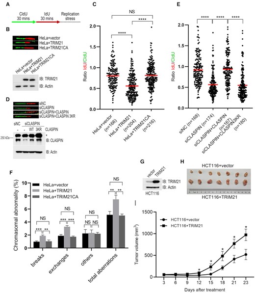 Overexpression of TRIM21 led to genome instability and tumorigenesis. (A) Schematic of the DNA fiber assay examining stalled replication fork stability. Cells were sequentially labeled with 40 μM CldU and 100 μM IdU for 30 min each, followed by treatment with 5 mM hydroxyurea and 5 μM aphidicolin to block replication fork progression. (B, C) HeLa cells or HeLa cells overexpressing either TRIM21 or TRIM21(CA) were treated as described in (A); the DNA fibers were spread and subjected to immunofluorescence using anti-BrdU antibodies specifically recognizing CldU or IdU. (B) Representative images of the DNA fibers and the TRIM21 expression level. (C) For each group, a IdU/CldU ratio of > 150 individual DNA fibers is presented and the mean IdU/CldU ratio (marked as the red line) is shown. ****, t-test, P < 0.0001. (D, E) HeLa cells and HeLa cells expressing exogenous CLASPIN or ubiquitination-defective mutant CLASPIN(K565/580/581R) were transfected with siNC or siCLASPIN for 48 h before subjected to DNA fiber assay as described in (A) and immunoblotting with antibodies as indicated. Representative images of the DNA fibers and the CLASPIN expression levels are shown in (D). * Non-specific signal. (E) For each group, a IdU/CldU ratio of >150 individual DNA fibers is presented and the mean IdU/CldU ratio (marked as the red line) are shown in (E). ****, t-test, P < 0.0001. (F) HeLa cells stably overexpressing TRIM21 or its E3 ligase inactive mutant were subjected to metaphase spread assay; >1500 metaphase chromosomes were analyzed for every cell line. The error bars represent the SD, n = 3. t-test, **P < 0.01; ***P < 0.001. (G–I) 6 × 106 HCT116 cells overexpressing empty vector or TRIM21 were implanted into nude mice, and the tumor volume was monitored at the indicated times. The TRIM21 expression level was examined (G). Tumor images (H) and quantification results are shown (I). n = 7, mean tumor volume ± SEM, t-test, *P < 0.05.