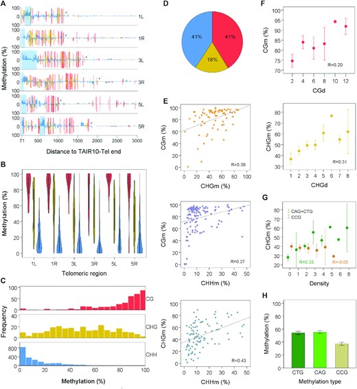 Subtelomeres exhibit heterochromatic DNA methylation. (A) Subtelomeric DNA methylation profiles. Bar plots represent the percentages of methylation at individual cytosines along 1L, 1R, 3L, 3R, 5L and 5R, from positions 71 to 3000 relative to TAIR10-Tel ends. Hereinafter, coordinates correspond to the sequences displayed in Supplementary Figure S2. CGm, CHGm and CHHm are indicated in red, yellow and blue, respectively. Whereas methylation of the forward strand is represented above the cero line, reverse strand methylation is represented below. Light-blue rectangles demarcate the positions of subtelomeric ITSs and arrows point to the last CG sites in the right borders of subtelomeric DNA methylation, according to our arbitrary criteria. Their coordinates have been used to delimitate the extent of subtelomeric DNA methylation in further analyses. The high levels of CGm detected at the right sides of 1R and 5L are not heterochromatic because they are not accompanied by CHGm and CHHm. These high levels of CGm might associate with the expression of At5g01010 in 5L and of a previously unidentified gene in 1R. (B) Violin plots showing that the levels of CGm are higher than the levels of CHGm, which, in turn, are higher than the CHHm levels in 1L, 1R, 3L, 3R, 5L and 5R (P < 0.001 in all cases). (C) Histograms representing the frequencies of subtelomeric CG, CHG and CHH sites with different methylation percentages. (D) Pie chart showing the percentages of subtelomeric methylcytosines in the different sequence contexts. (E) Scatter plots showing correlations between the different types of subtelomeric cytosine methylation. Pearson correlation coefficients are shown (P < 0.003 in all cases). (F) Scatter plots showing correlations of CGm with CGd and CHGm with CHGd. CGd and CHGd refer to the number of CG and CHG sites within 40 bp tiles. Pearson correlation coefficients are shown (P = 0.035 and 0.002, respectively). Mean values ± SEM are represented in this panel and in panels G and H. (G) Scatter plots showing correlation of CHGm with (CAG + CTG)d (R = 0.33, P = 0.001) but not with CCGd (R = −0.05, P = 0.626). (H) Bar plot showing that the subtelomeric CHGm levels are lower in the CCG context than in the CAG or CTG contexts (P < 0.001). All panels in this figure were performed by analysing cytosines between positions 71 and the right limits of subtelomeric DNA methylation (see arrows in Figure 1A). Panels A–D and H were performed by analysing untiled cytosines and correspond with Supplementary Table S4. The levels of methylation obtained for every subtelomeric cytosine from experiments SRR534177 + SRR534193 and SRR771524 were averaged and used for representations. Panels E–G were performed by analysing tiled cytosines and correspond with Supplementary Table S5. The levels of methylation obtained for every subtelomeric tile from experiments SRR534177 + SRR534193 and SRR771524 were averaged and used for representations.