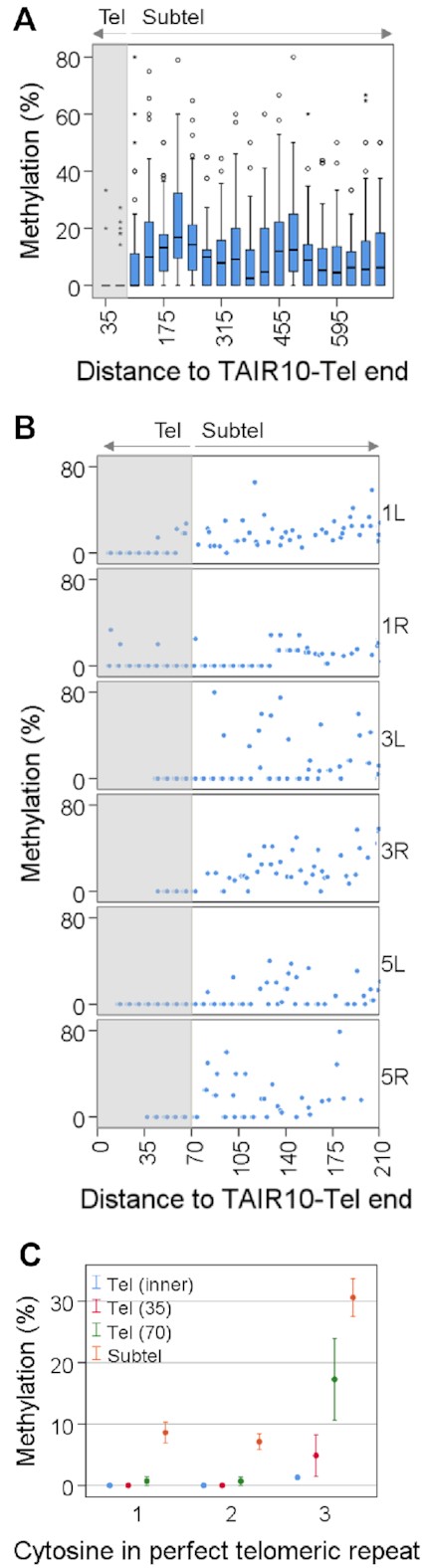 Cytosine methylation drops at the telomeric sides of the telomere-subtelomere boundaries. (A) Box plots showing the percentages of CHHm along the first 700 bp of telomeric regions after dividing them into 35 bp tiles. The distance of tiles to TAIR10-Tel ends is indicated. The first two tiles (35 and 70) are telomeric (Tel) and have significant lower levels of methylation than the rest of the tiles, which are subtelomeric (Subtel) (P < 0.001). The grey shadow demarcates telomeric tiles. (B) Scatter plots showing the methylation levels of individual CHH cytosines along the first 210 bp of 1L, 1R, 3L, 3R, 5L and 5R. The distance of cytosines to TAIR10-Tel ends is indicated. The grey shadow demarcates telomeric cytosines. (C) Scatter plots showing the methylation levels of the first, second and third cytosines of the perfect telomeric repeats present at the inner part of telomeres, Tel (inner), at the telomeric sides of the boundaries, Tel (35) and Tel (70), and at the subtelomeric tiles shown in panel A (Subtel). Methylation values for the inner part of telomeres have been obtained from Supplementary Figure S4, assuming that most telomeric reads methylation occurs at the third cytosine of the perfect telomeric repeats. This figure has been performed using experiment SRR771524 (WGBS set 1) and corresponds with Supplementary Table S6.
