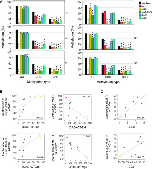 Primary DNA sequences condition the influence of methyltransferases on subtelomeric DNA methylation. (A) The influence of methyltransferases on DNA methylation varies among subtelomeres. Bar plots represent mean CGm, CHGm and CHHm levels at different subtelomeres in the WT strain and in methyltransferase mutants. Significant differences of DNA methylation levels between the WT and the DNA methylation mutants are indicated with asterisks (*P < 0.05, **P < 0.01, ***P < 0.001). This panel corresponds with Supplementary Table S7. (B and C) The contributions of SUVH4/5/6 and MET1 to non-CGm correlate with the context of cytosines. Scatter plots represent the contributions of methyltrasferases versus the density of cytosines at 1L, 1R (green), 3L, 3R, 5L (red), 5R and at the Ta3 retrotransposon (yellow). The contributions of methyltransferases to CHGm and CHHm were determined as the percentages of wild-type methylation that disappear in the corresponding mutants. Density values indicate the number of (CAG + CTG), CCG or CG sites per kbp. Pearson correlation coefficients are shown. Associated P-values are below 0.12 in all cases. Correlation coefficients obtained only for subtelomeric regions, without including Ta3 in the analysis, are between 0.52 and 0.80 and between −069 and −075.